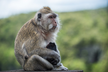 Portrait of monkey and baby