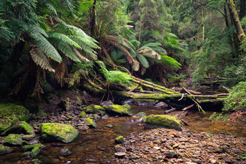 Tasmanian wilderness