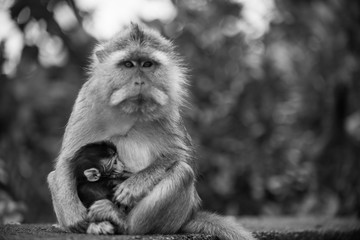 Portrait of monkey and baby in black and white