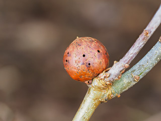 Oak Apple Gall