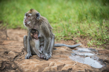 Portrait of monkey and baby in nature