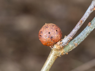 Oak Apple Gall