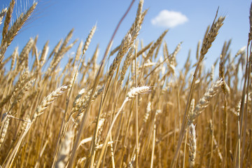 ears of wheat
