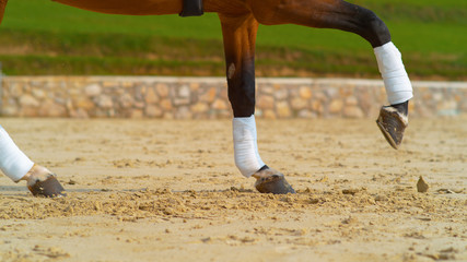 CLOSE UP: Chestnut stallion with bandaged legs cantering in the sandy arena.