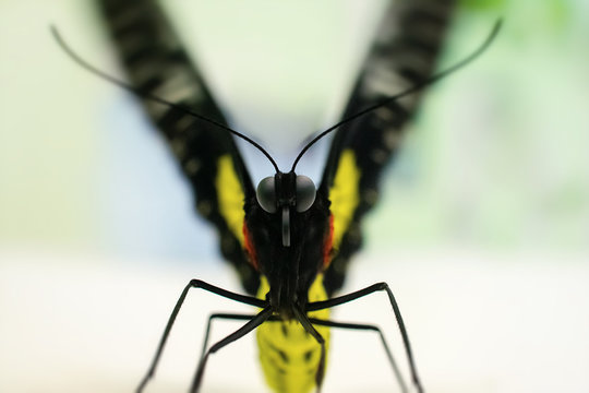 troides rhadamantus butterfly dries its wings and wants to fly away. close-up, macro.