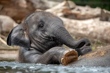  Young Indian Elephant on back on mother in the water © Edwin Butter
