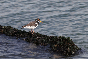 Eurasian oystercatcher bird on sea shore, close up