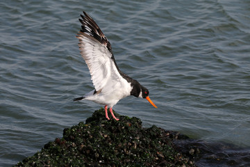 Eurasian oystercatcher bird on sea shore, close up