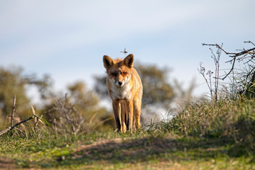 Cute red fox in natural habitat