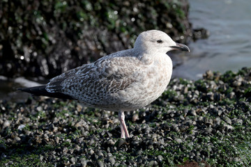 One grey Seagull on shore with seashells, close up