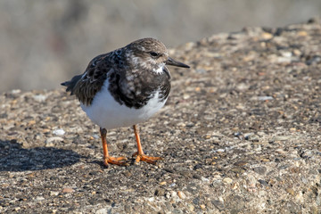 One grey Seagull on stone, close up