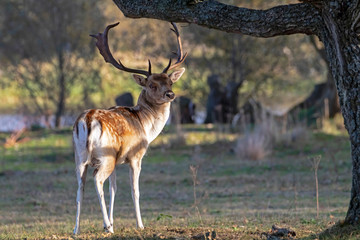 rear view of horned brown spotted deer in forest