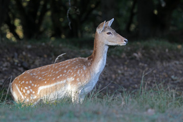 beautiful young spotted deer looking away in natural habitat