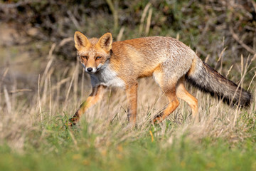 Cute red fox in natural habitat