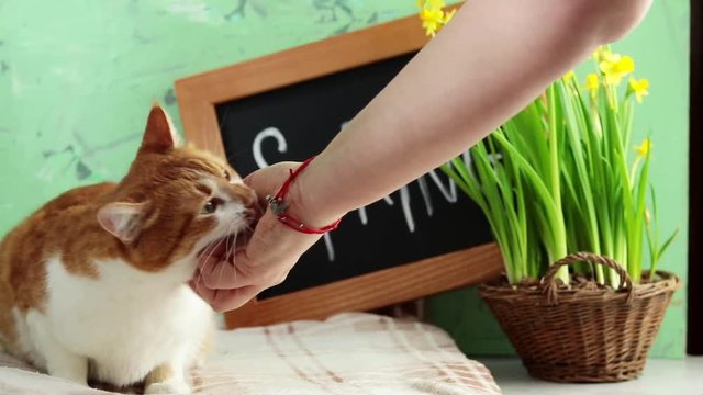 Happy red cat kitten likes being stroked by woman's hand. Calligraphic inscription hand lettering spring on black chalkboard standing on green concrete surface with yellow narcissus in basket