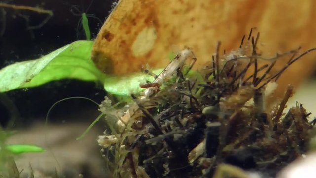 K&ouml;cherfliegen&nbsp;(Trichoptera) Larve