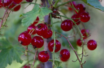 berries of red currant