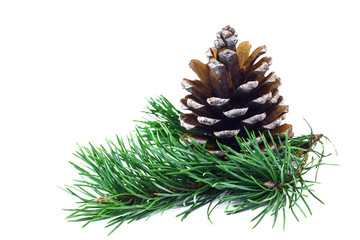 Fir cone and spruce branch isolated on white background.