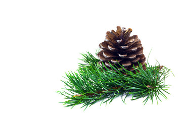 Fir cone and spruce branch isolated on white background.