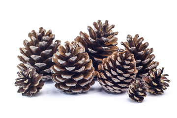 Big and small different form fir cones.