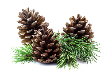 Fir cone and spruce branch isolated on white background.
