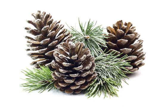 Snowy spruce branch with fir cones isolated on white background.