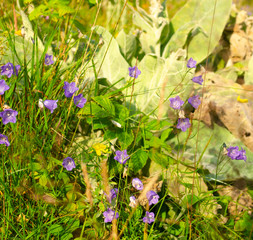 Detail of a mountain meadow with vivid violet wild flowers in summer