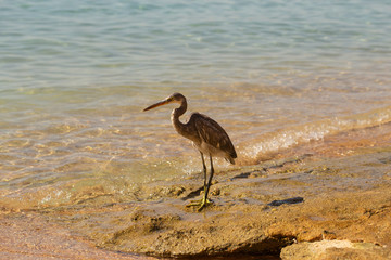 Western reef heron (Egretta gularis) also called the western reef egret. The bird catches fish on the shoreline of the Red Sea.