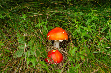 Two red mushrooms hidden in green grass