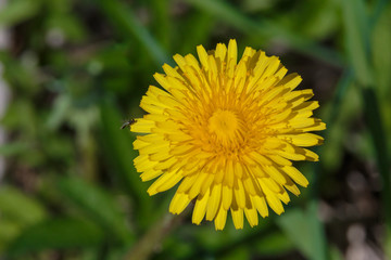 Dandelion yellow, bokeh