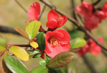 red flowers in the garden