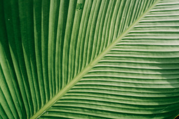 Naklejka na ściany i meble close up texture detail of green tropical leaf