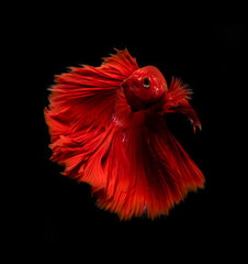 Siamese fighting fish on black