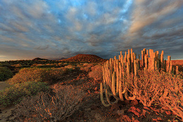 A surrealistic view of Canary Spurge bushes at sunset