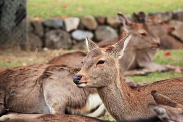 Nara, Japan