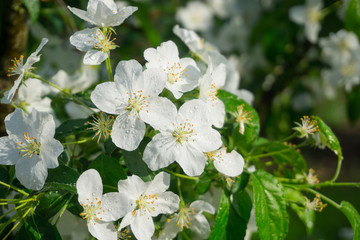 Obraz na płótnie Canvas Apple tree with beautiful white flowers in late spring