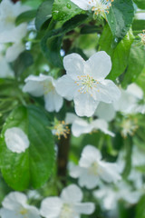 Apple tree with beautiful white flowers in late spring