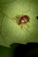 Beetle on leaf
