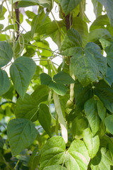 Unripe bean (Phaseolus vulgaris) pods