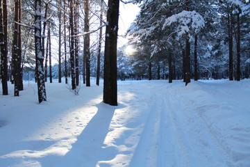 Obraz premium Sunny winter