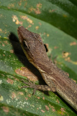 Lizard in Costa Rica