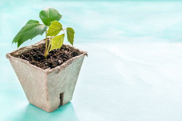 a plant in a peat pot on a turquoise background. Earth Day