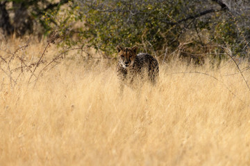 Fototapeta na wymiar Gepard jagend