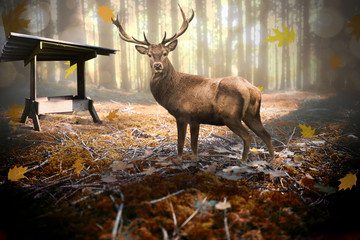 A beautiful deer in the forest