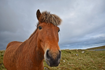 Obraz premium Icelandic Horse