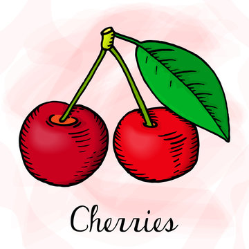 Vector Illustration of Cherries Sketch Style
