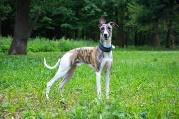 A positive dog in a park on nature  in a summer sunny day. conformation dog of the whippet breed