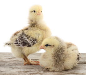 Two yellow chickens.