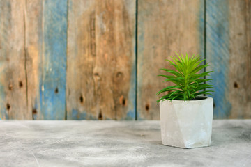Indoor flora and loft style concept. Single houseplant on a wooden backdrop. Copy space.
