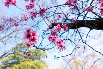 Wild Himalayan Cherry ( Prunus cerasoides ) ( Sakura in Thailand )